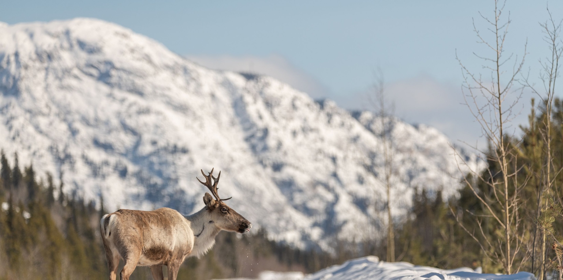 Yukon Winter Heartbeat