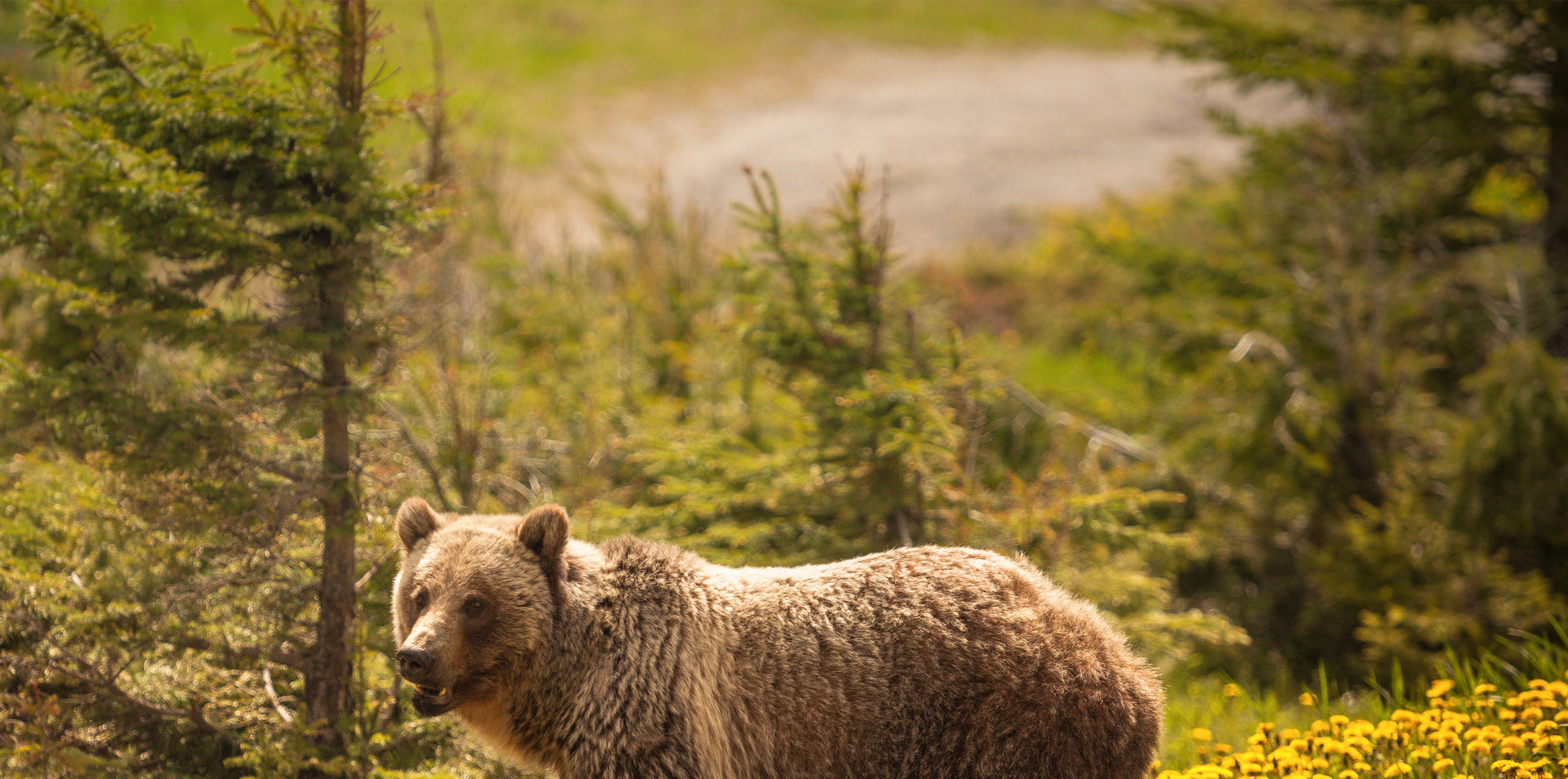 Canadian Masterpiece with Rocky Mountaineer
