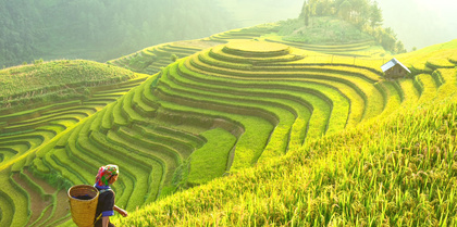 Rice fields of Mu Cang Cha, Vietnam