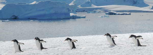Suite Life in Antarctica